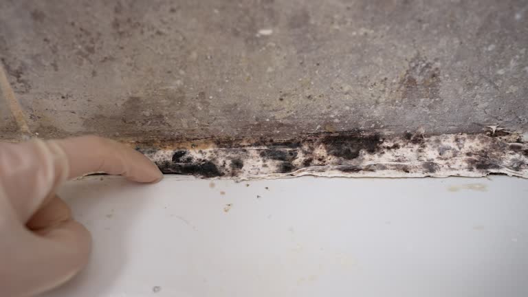 Dehumidification Services in Grand Marais, MN